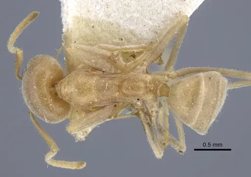 Iridomyrmex rufoniger - CASENT0917108