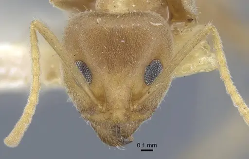 Iridomyrmex rufoniger - CASENT0917108