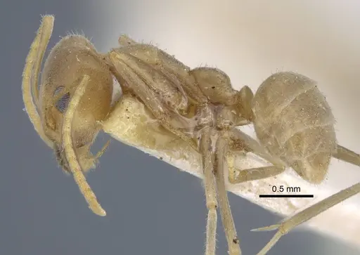 Iridomyrmex rufoniger - CASENT0917108