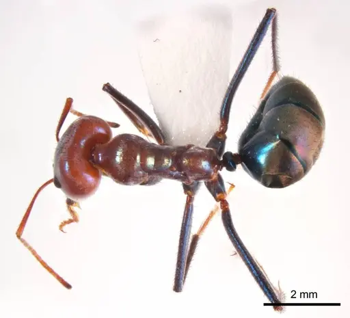 Iridomyrmex sanguineus specimen