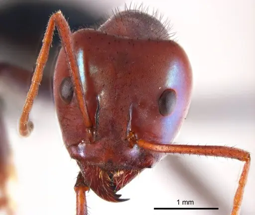 Iridomyrmex sanguineus specimen