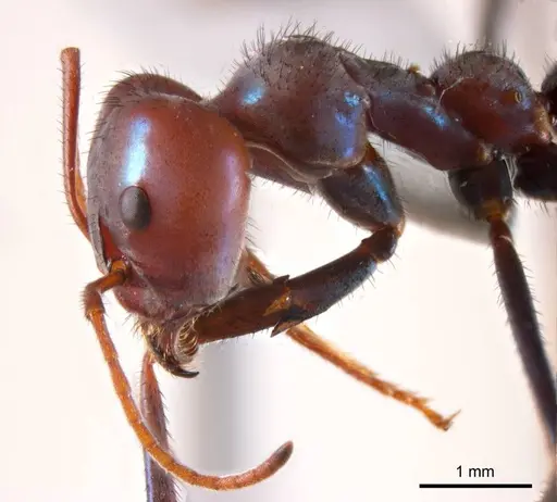 Iridomyrmex sanguineus specimen