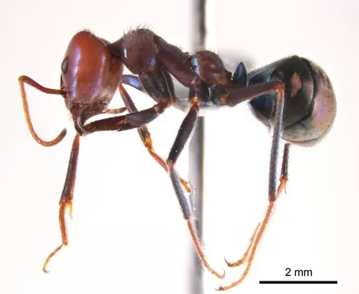 Iridomyrmex sanguineus - ANTWEB1008652