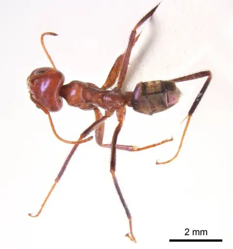 Iridomyrmex sanguineus - ANTWEB1008653