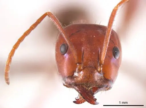 Iridomyrmex sanguineus - ANTWEB1008653