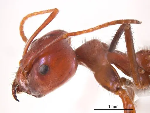 Iridomyrmex sanguineus - ANTWEB1008653