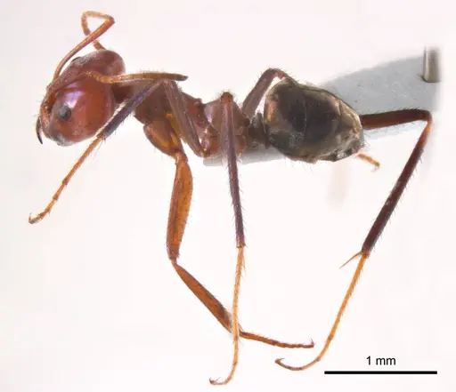 Iridomyrmex sanguineus - ANTWEB1008653