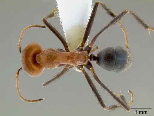 Iridomyrmex sanguineus - CASENT0106154