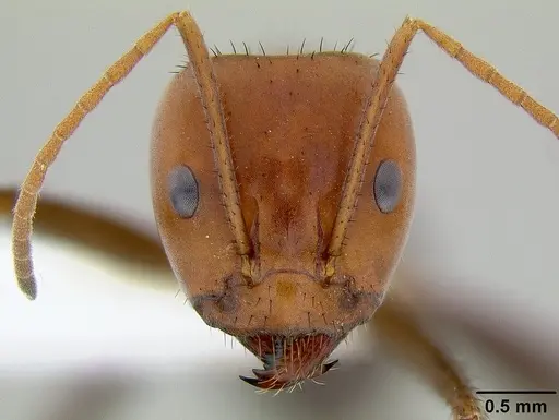 Iridomyrmex sanguineus - CASENT0106154