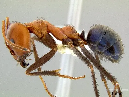 Iridomyrmex sanguineus - CASENT0106154