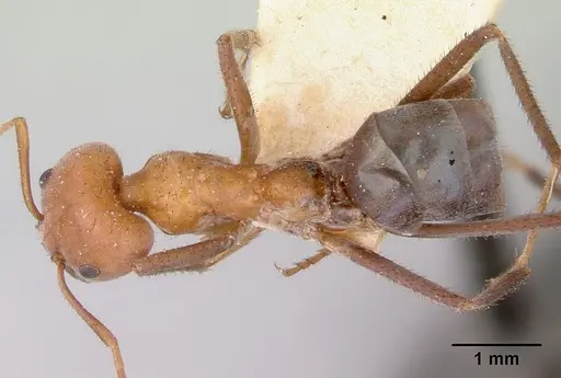 Iridomyrmex sanguineus - CASENT0172048
