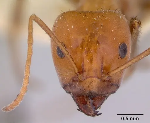 Iridomyrmex sanguineus - CASENT0172048