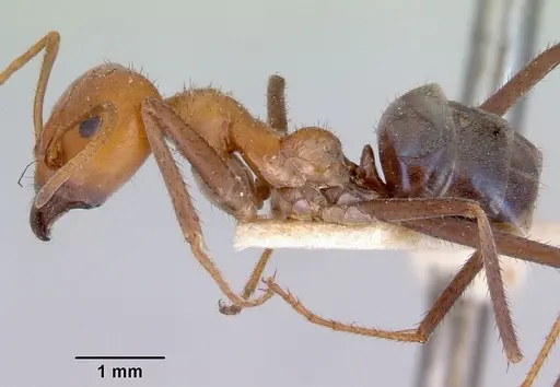 Iridomyrmex sanguineus - CASENT0172048