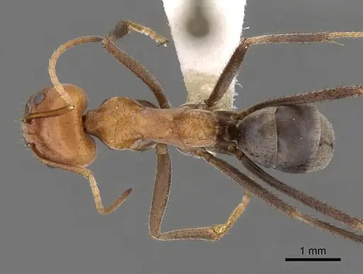 Iridomyrmex sanguineus - CASENT0249726