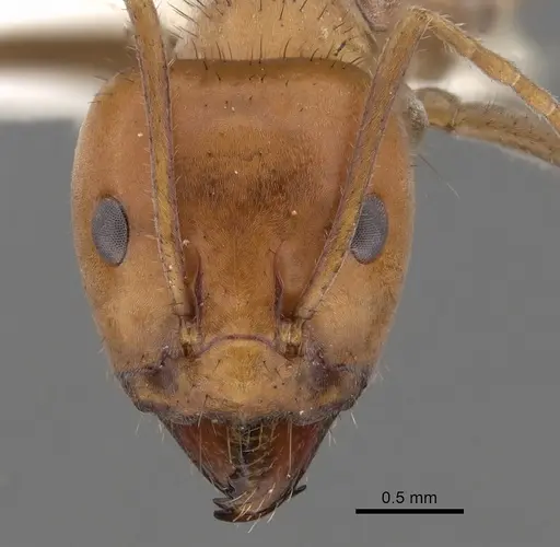 Iridomyrmex sanguineus - CASENT0249726