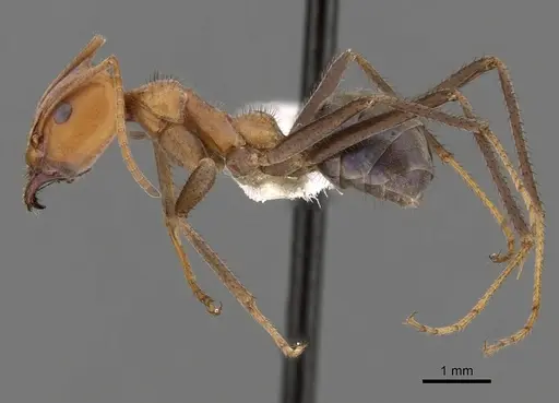Iridomyrmex sanguineus - CASENT0249726