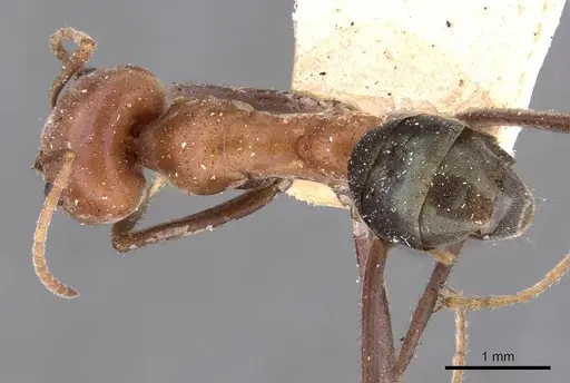 Iridomyrmex sanguineus - CASENT0909521