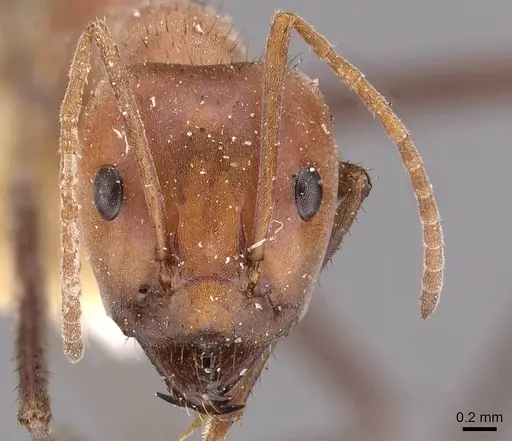 Iridomyrmex sanguineus - CASENT0909521