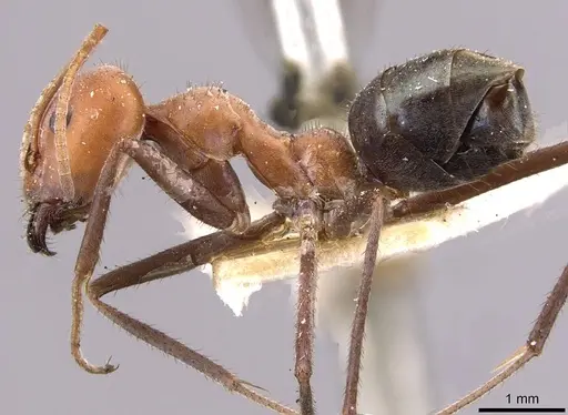 Iridomyrmex sanguineus - CASENT0909521