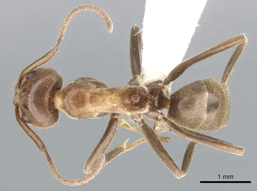 Iridomyrmex setoconus specimen