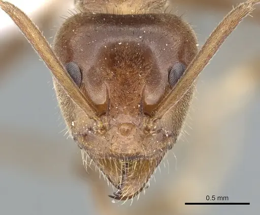 Iridomyrmex setoconus specimen