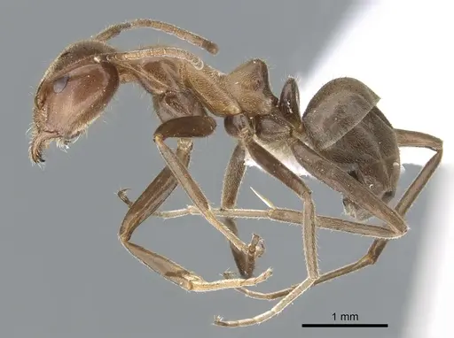 Iridomyrmex setoconus specimen