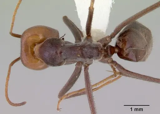 Iridomyrmex spadius specimen