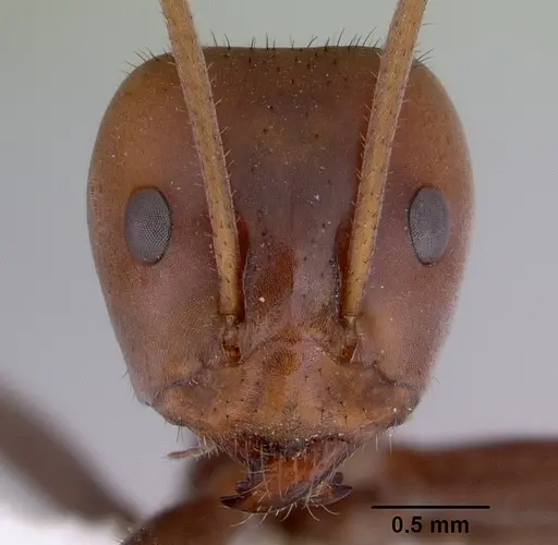 Iridomyrmex spadius specimen