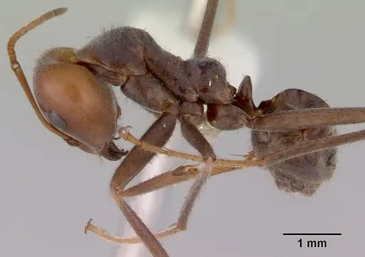 Iridomyrmex spadius specimen