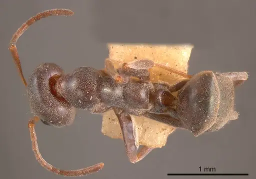 Iridomyrmex splendens specimen