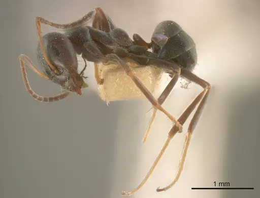 Iridomyrmex splendens specimen