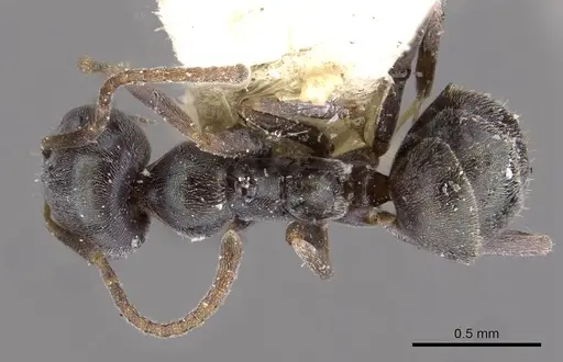 Iridomyrmex splendens - CASENT0909547