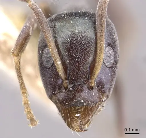 Iridomyrmex splendens - CASENT0909547