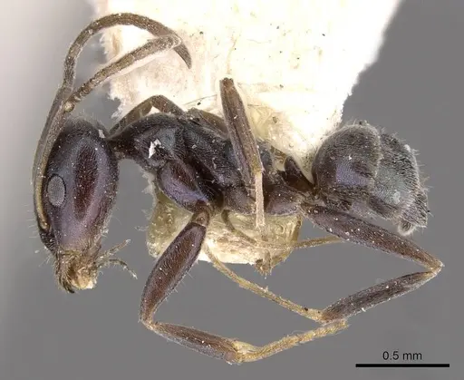 Iridomyrmex splendens - CASENT0909547
