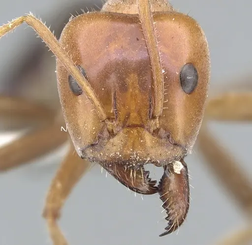 Iridomyrmex spodipilus specimen