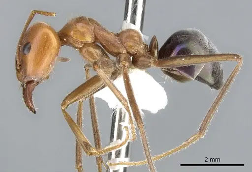 Iridomyrmex spodipilus specimen