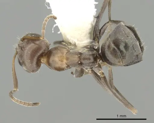 Iridomyrmex suchieri specimen
