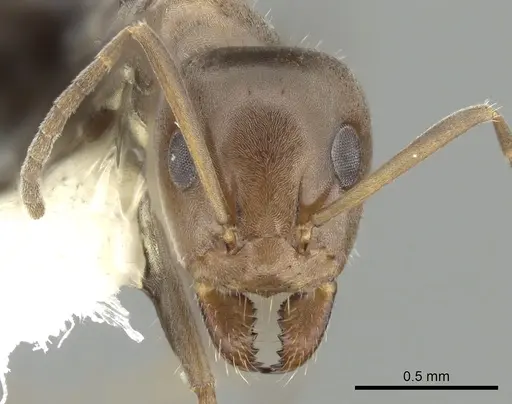 Iridomyrmex suchieri specimen
