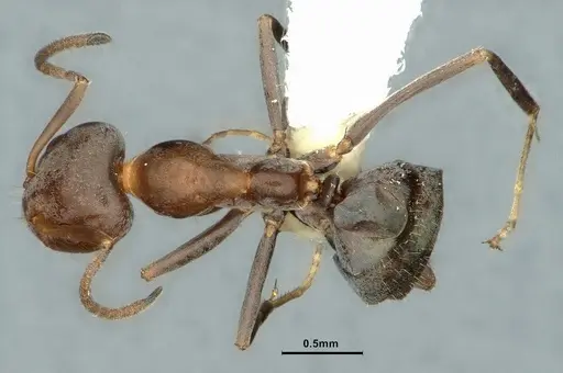 Iridomyrmex suchieri - CASENT0886056