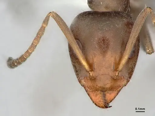 Iridomyrmex suchieri - CASENT0886056