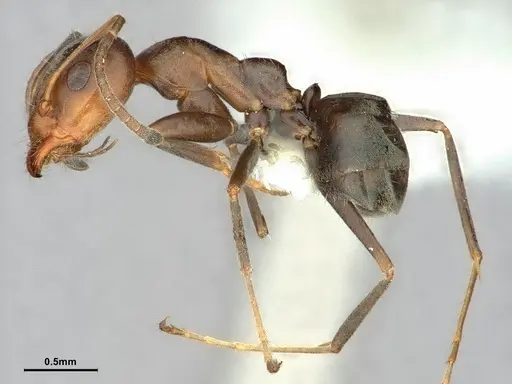 Iridomyrmex suchieri - CASENT0886056