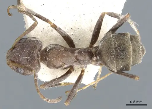 Iridomyrmex suchieri - CASENT0903082