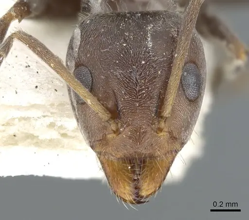 Iridomyrmex suchieri - CASENT0903082