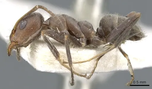 Iridomyrmex suchieri - CASENT0903082