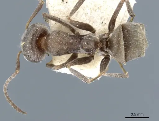 Iridomyrmex suchieri - CASENT0905048