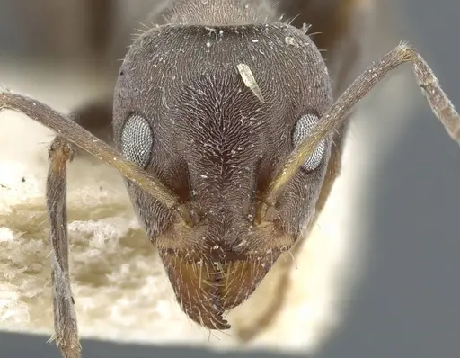Iridomyrmex suchieri - CASENT0905048
