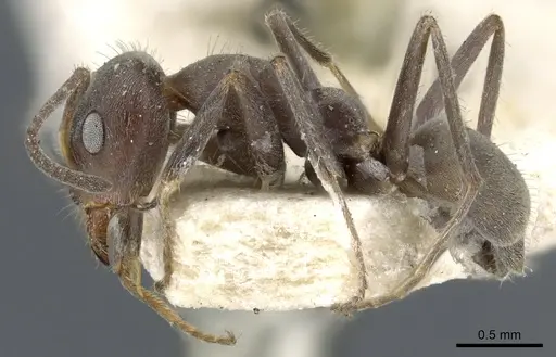 Iridomyrmex suchieri - CASENT0905048