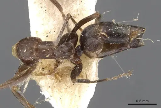 Iridomyrmex suchieri - CASENT0909559