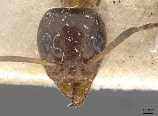 Iridomyrmex suchieri - CASENT0909559