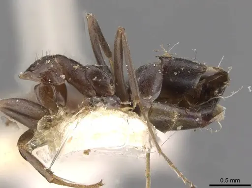 Iridomyrmex suchieri - CASENT0909559